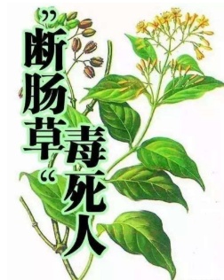 喝完“鸡汤”一家6口全中毒！这“野菜”别上餐桌