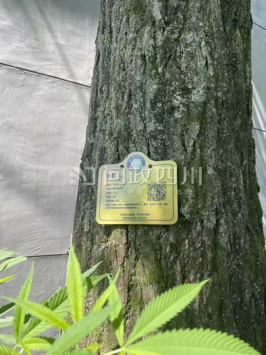250年古树被砍成“秃头”？当地已立案调查