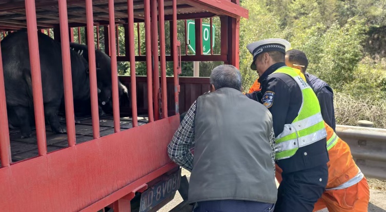 杭州高速小货车爆胎失控,被甩出15头...... 杭州高速小货车爆胎失控,被甩出15头......