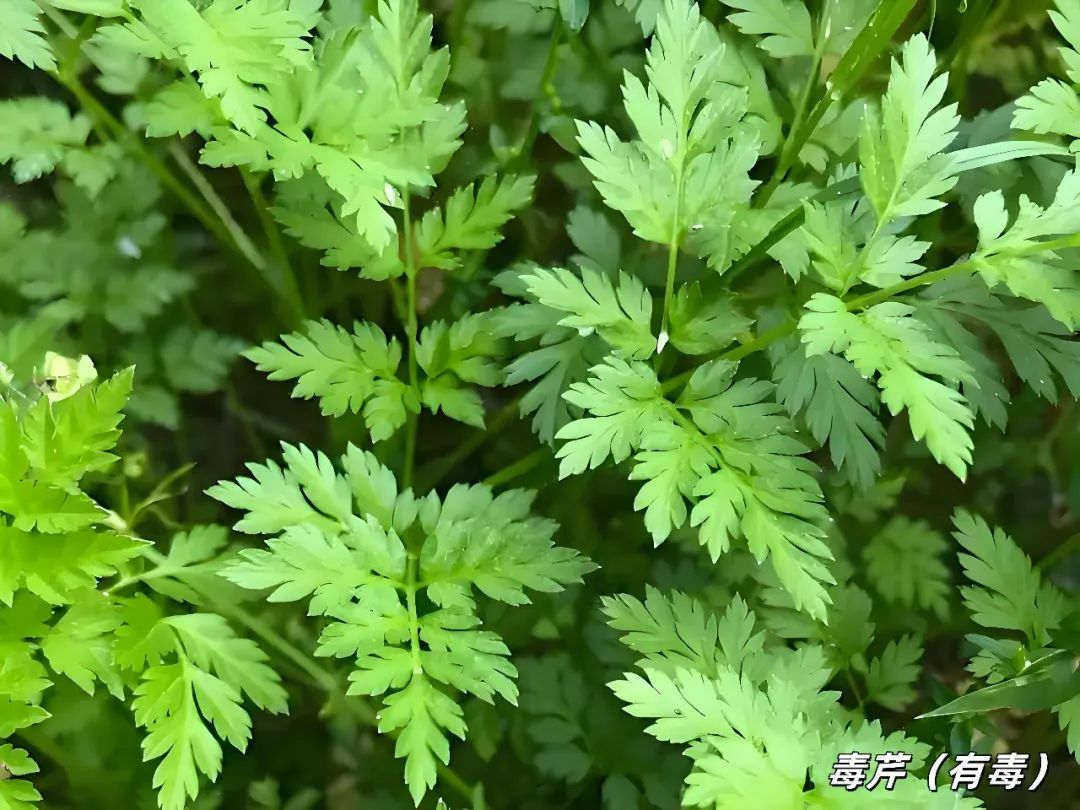 不要贸然采摘食用野菜！南昌疾控发布提醒