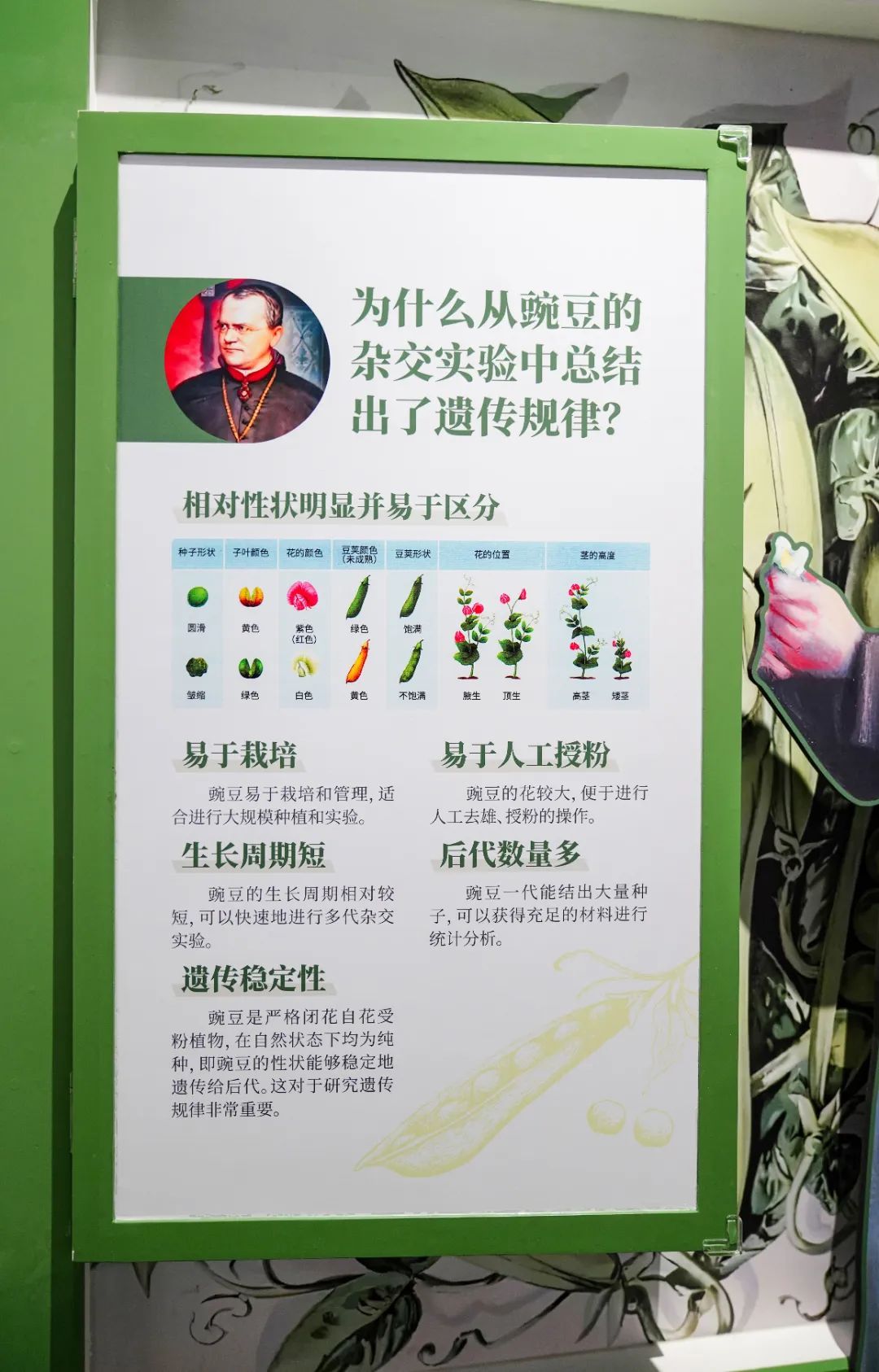 展项拾趣丨藏在豌豆里的“生命密码”，揭开遗传的神秘面纱
