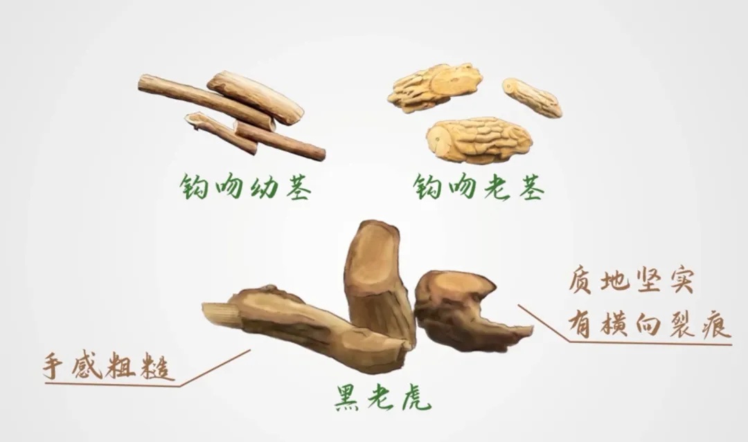 一家6口全部中毒，2人进ICU！踏青看到，千万别采