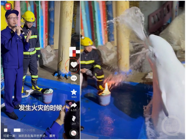 大连一海洋世界消防演练时白鲸喷水灭火，工作人员：不是表演！它智商很高