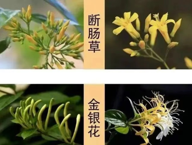 喝完“鸡汤”一家6口全中毒！这“野菜”别上餐桌