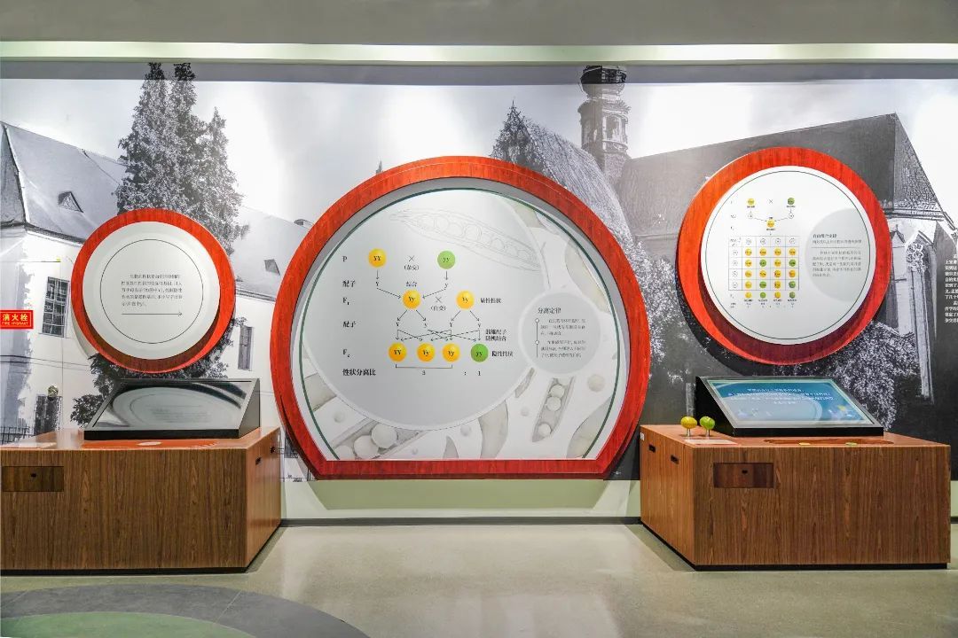 展项拾趣丨藏在豌豆里的“生命密码”，揭开遗传的神秘面纱