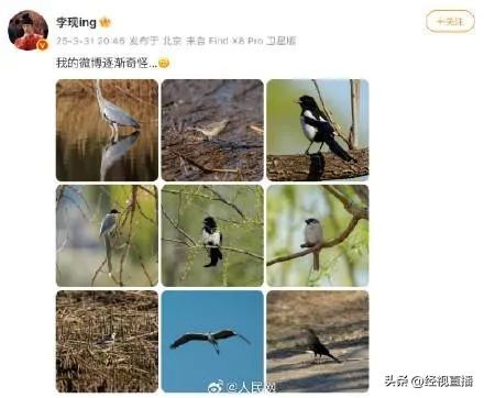 李现的“打鸟”照火了！ 业内人士点评