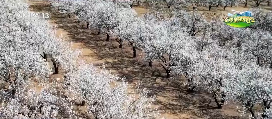 从“土味山野”到“网红打卡地” 多地以“花”为媒为乡村振兴增香添彩