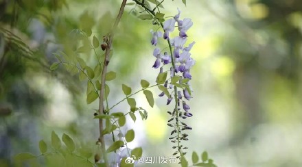 500岁“中国藤王”开花啦！