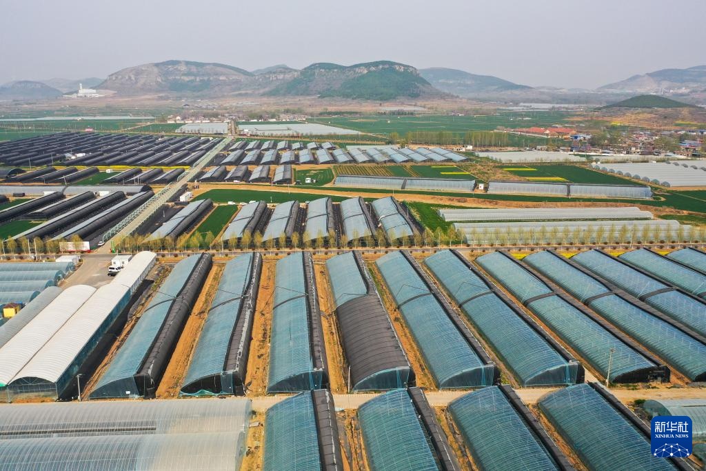 山东东平:甜瓜飘香助增收 山东东平:甜瓜飘香助增收