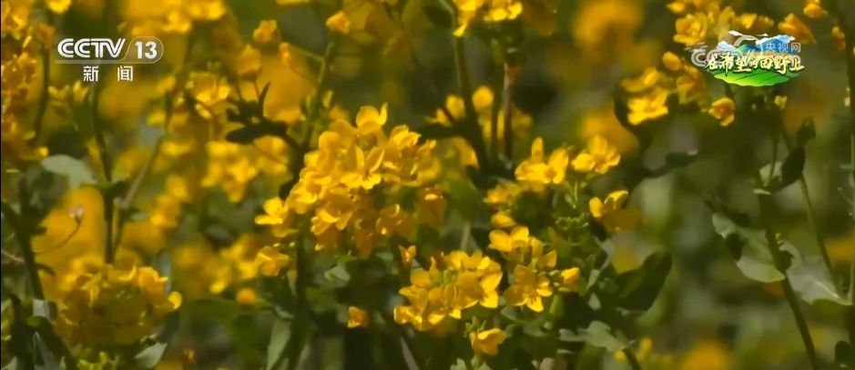 从“土味山野”到“网红打卡地” 多地以“花”为媒为乡村振兴增香添彩