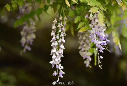 500岁“中国藤王”开花啦！