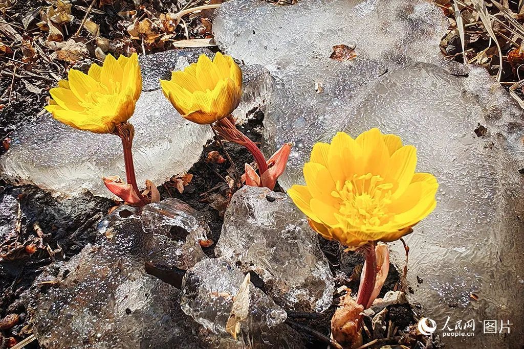 点开后，手机都香了！