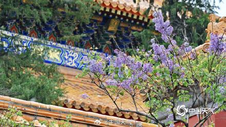 北京丁香花与古建筑相映 典雅动人 北京丁香花与古建筑相映 典雅动人