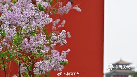 北京丁香花与古建筑相映 典雅动人 北京丁香花与古建筑相映 典雅动人