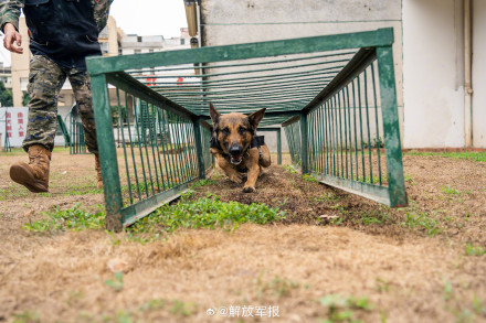 战力满满!警犬训练超认真 战力满满!警犬训练超认真