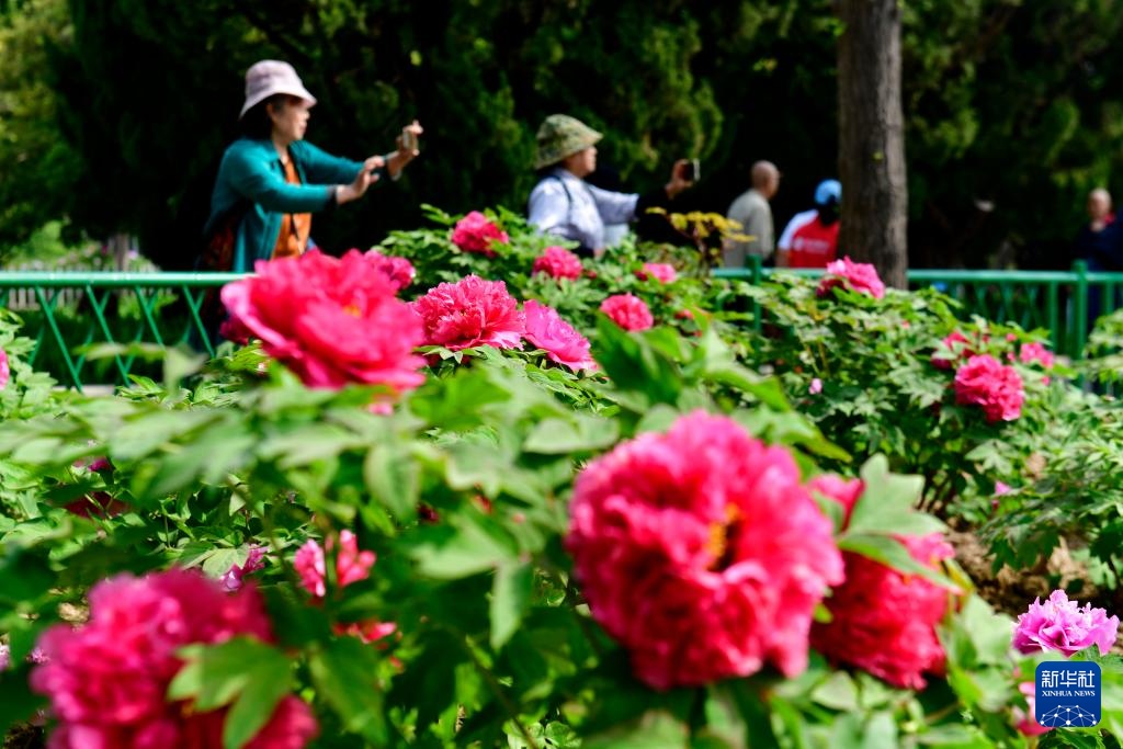 山东菏泽:花开富贵迎客来 山东菏泽:花开富贵迎客来