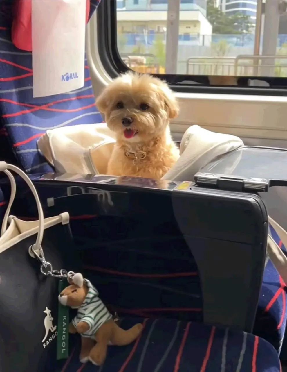 今天起，宠物可坐高铁了！济南这座车站开始试点