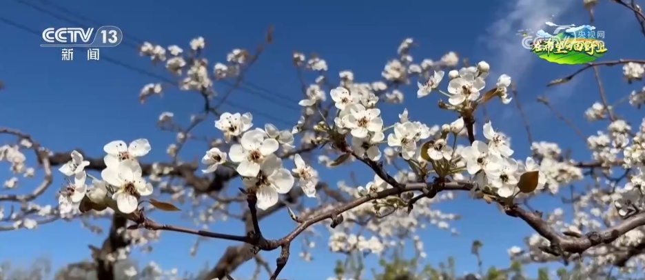 从“土味山野”到“网红打卡地” 多地以“花”为媒为乡村振兴增香添彩