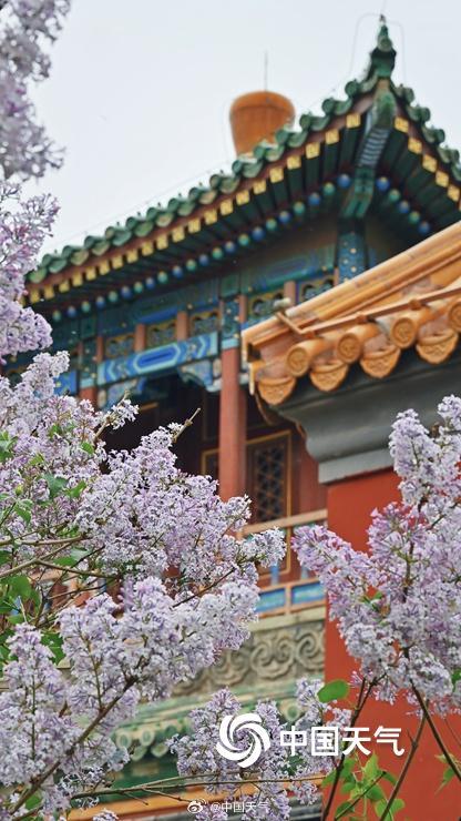 北京丁香花与古建筑相映 典雅动人 北京丁香花与古建筑相映 典雅动人
