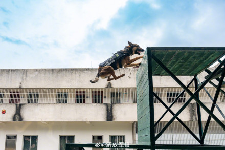 战力满满!警犬训练超认真 战力满满!警犬训练超认真