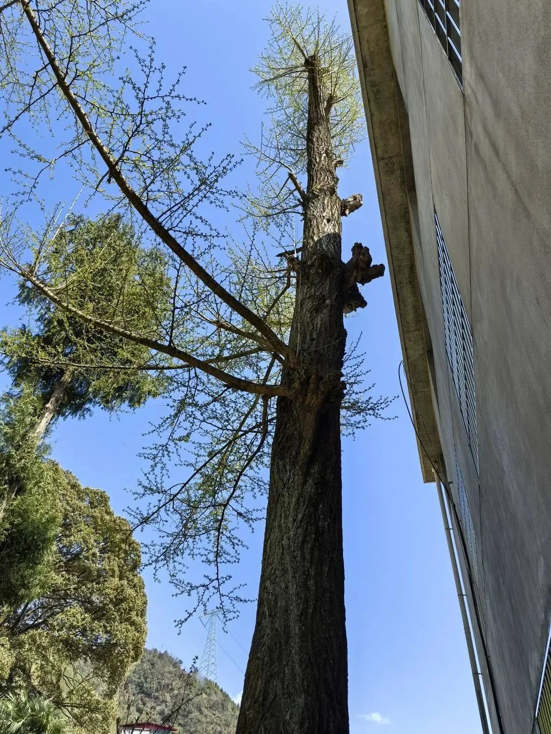 250岁古银杏被人为破坏?已立案调查!当事人:真不知道违法了 250岁古银杏被人为破坏?已立案调查!当事人:真不知道违法了