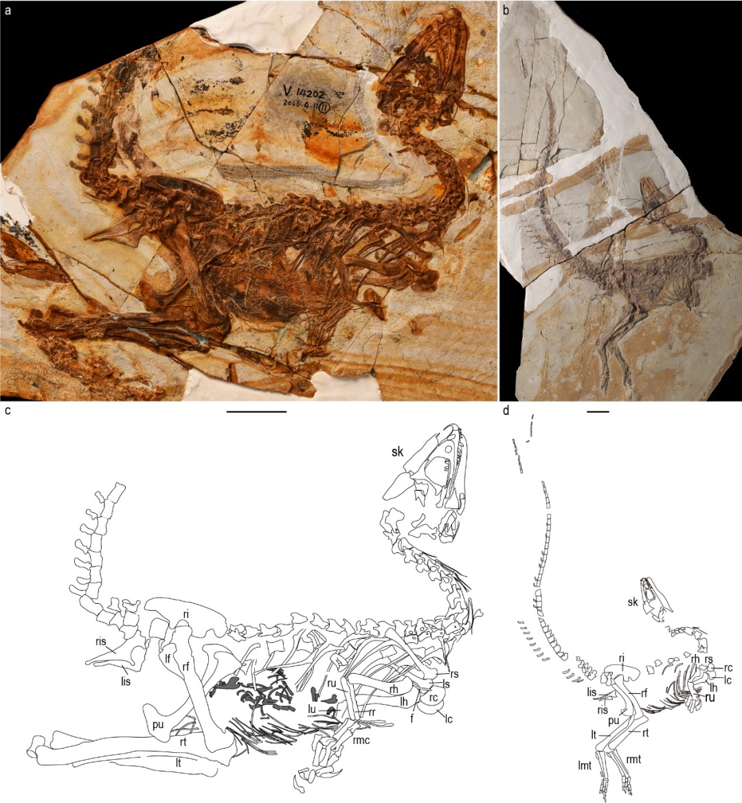 我国科学家命名两类新恐龙属种 我国科学家命名两类新恐龙属种