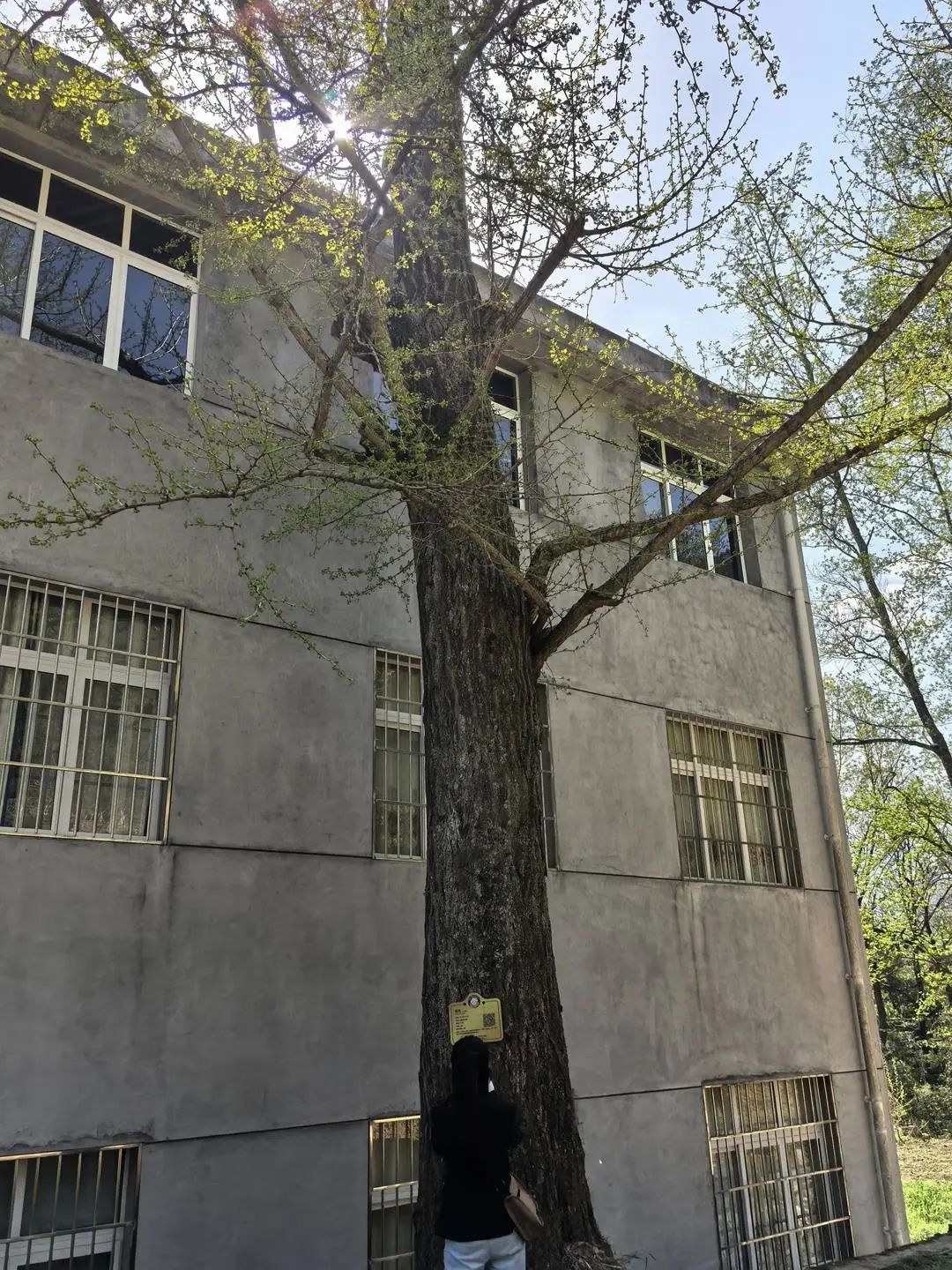 250岁古银杏被人为破坏?已立案调查!当事人:真不知道违法了 250岁古银杏被人为破坏?已立案调查!当事人:真不知道违法了