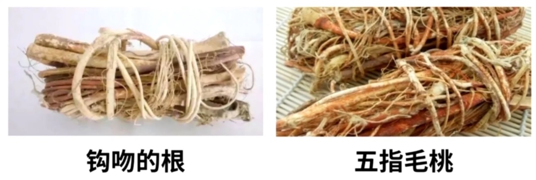 一家六口喝汤后齐齐中毒，2人进ICU抢救！ 紧急提醒→