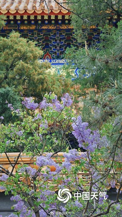 北京丁香花与古建筑相映 典雅动人 北京丁香花与古建筑相映 典雅动人