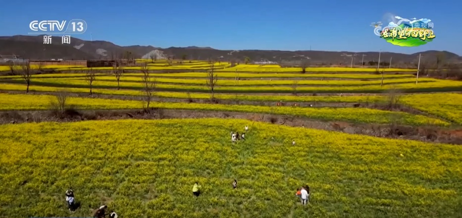 从“土味山野”到“网红打卡地” 多地以“花”为媒为乡村振兴增香添彩