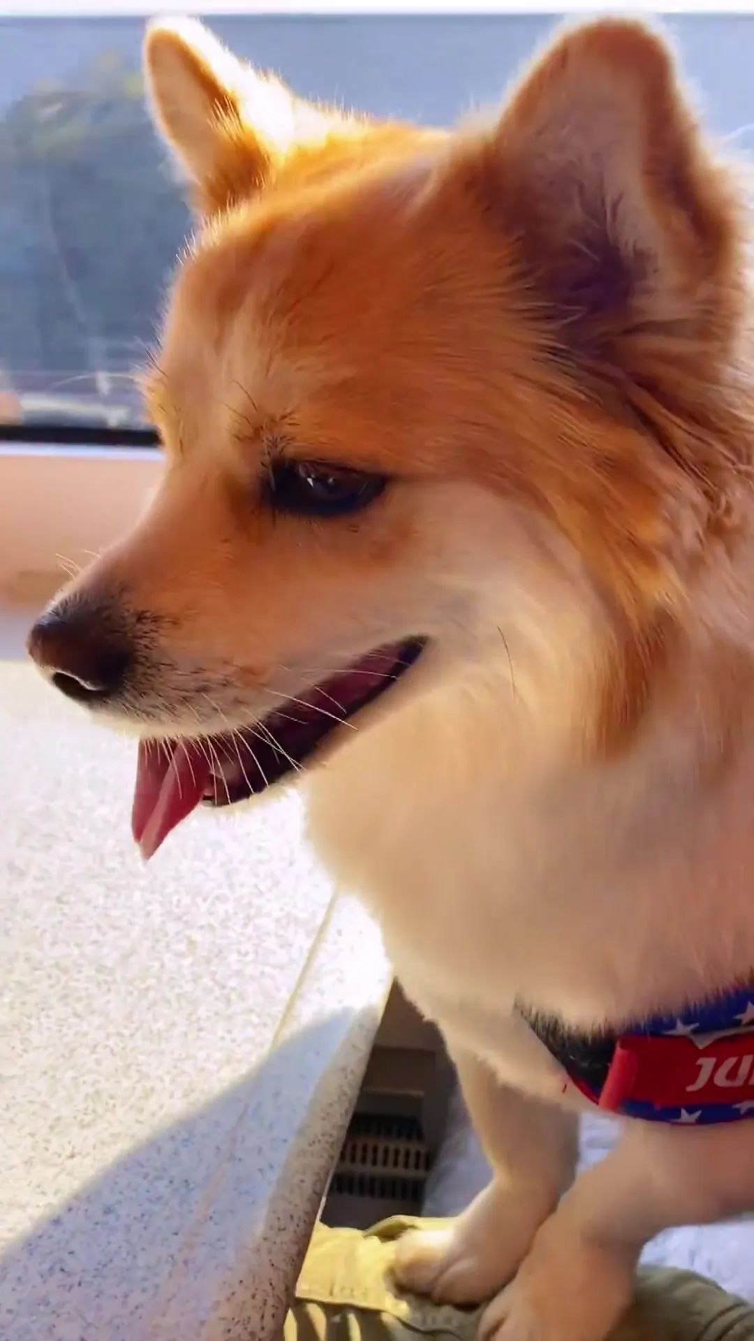 今天起，宠物可坐高铁了！济南这座车站开始试点