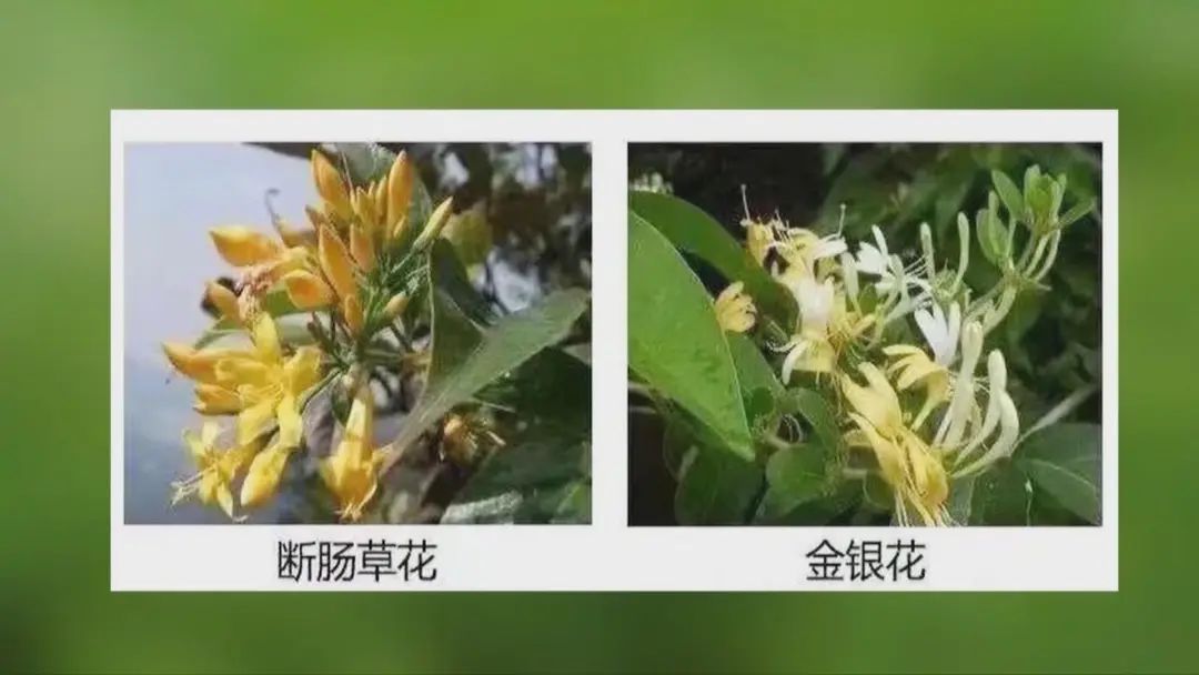 找“搭子”、写攻略！当年轻人爱上挖野菜……