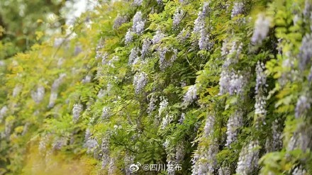 500岁“中国藤王”开花啦！