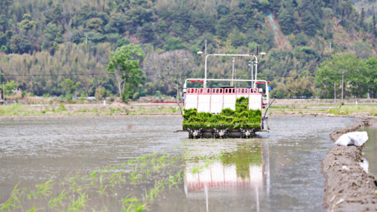 龙岩新罗:早稻插秧全面铺开 夯实粮食丰收根基 龙岩新罗:早稻插秧全面铺开 夯实粮食丰收根基