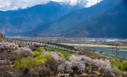 列车穿行花海画面唯美