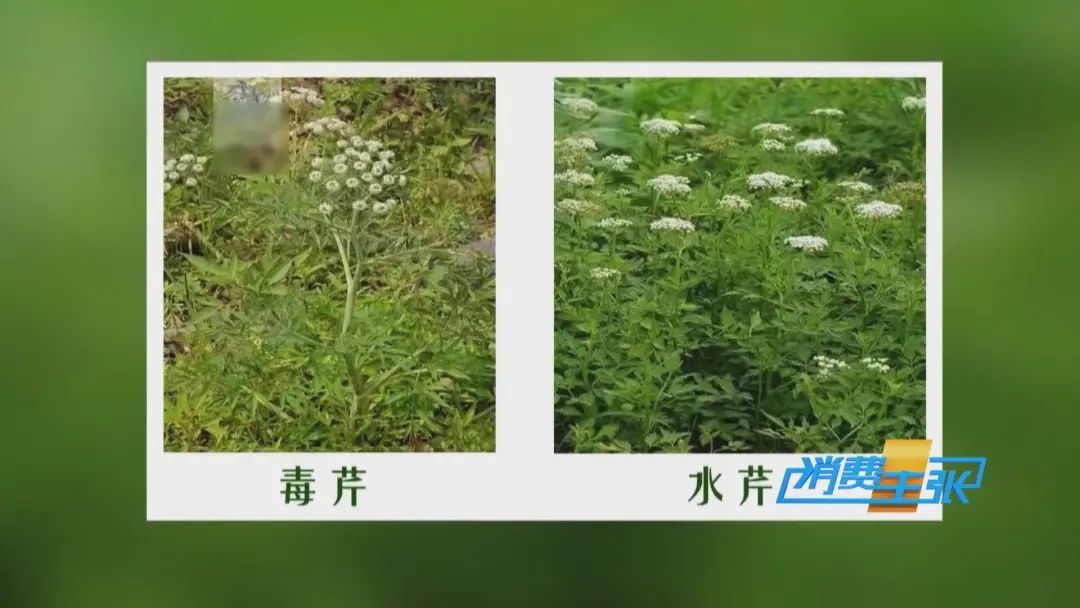 找“搭子”、写攻略！当年轻人爱上挖野菜……