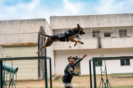 战力满满!警犬训练超认真 战力满满!警犬训练超认真