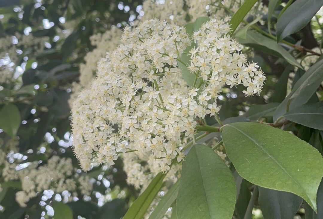合肥街头，让人为“楠”的花又开了！