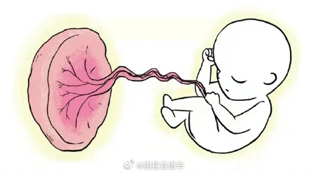 胎盘营养价值不高 容易携带病菌