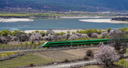 列车穿行花海画面唯美