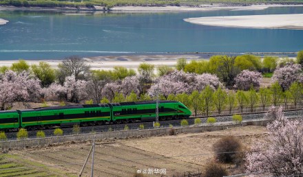 列车穿行花海画面唯美