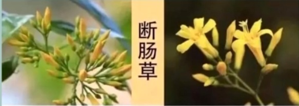 一家六口喝汤后齐齐中毒，2人进ICU抢救！ 紧急提醒→