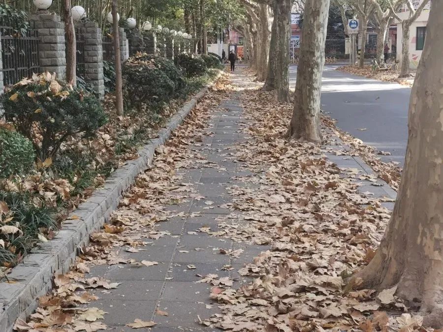 又开始了,指数达顶峰!上海人这两天出门要当心,建议戴口罩 又开始了,指数达顶峰!上海人这两天出门要当心,建议戴口罩