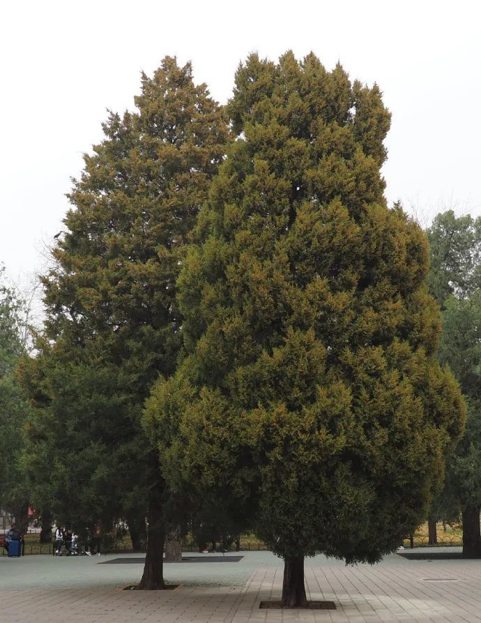 破解花粉过敏！北京农学院新技术明年落地城六区