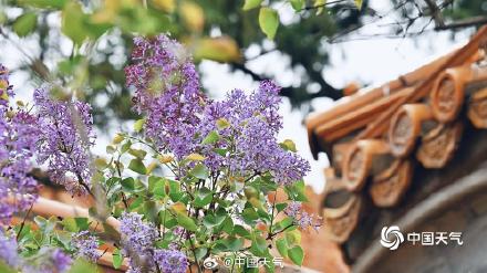 北京丁香花与古建筑相映 典雅动人 北京丁香花与古建筑相映 典雅动人