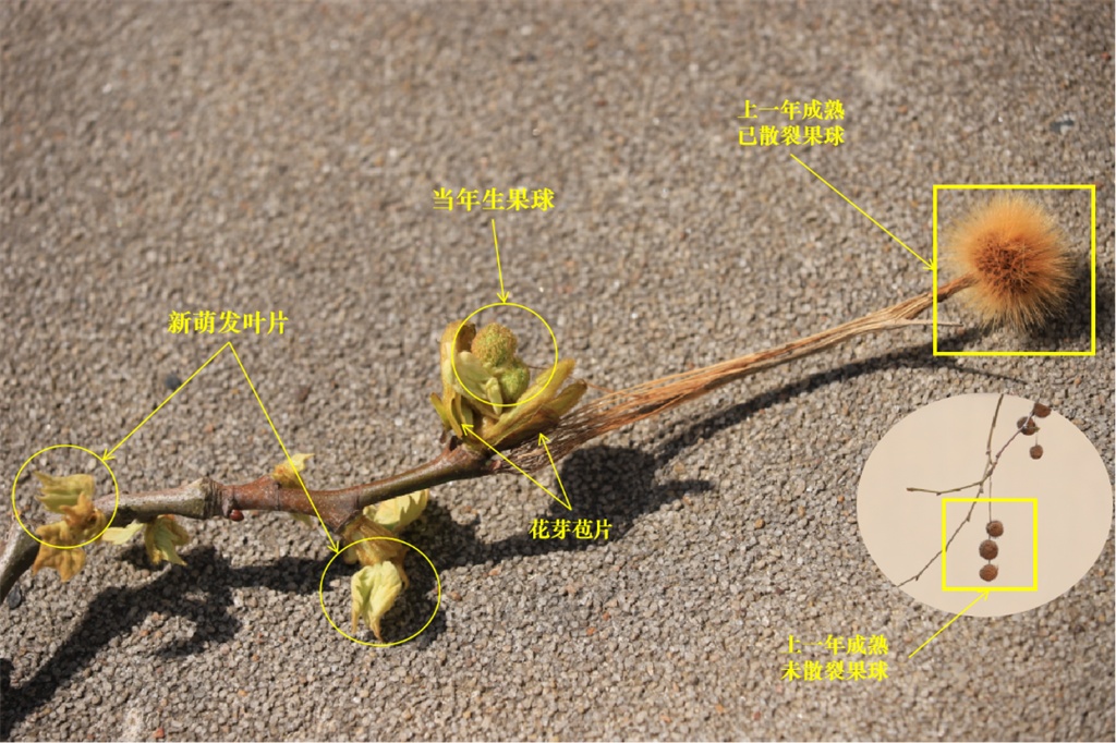 又开始了,指数达顶峰!上海人这两天出门要当心,建议戴口罩 又开始了,指数达顶峰!上海人这两天出门要当心,建议戴口罩