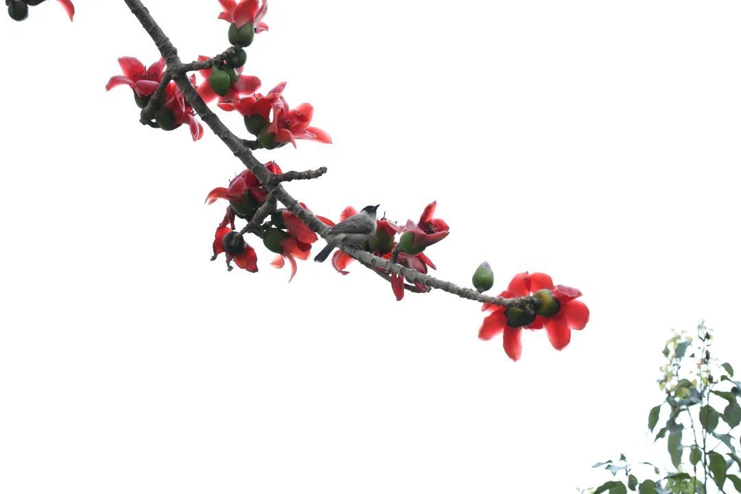 点开后，手机都香了！