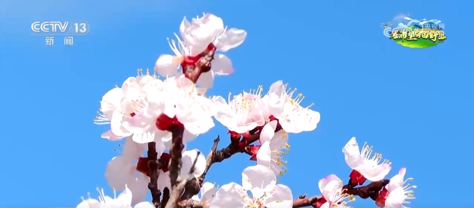 从“土味山野”到“网红打卡地” 多地以“花”为媒为乡村振兴增香添彩