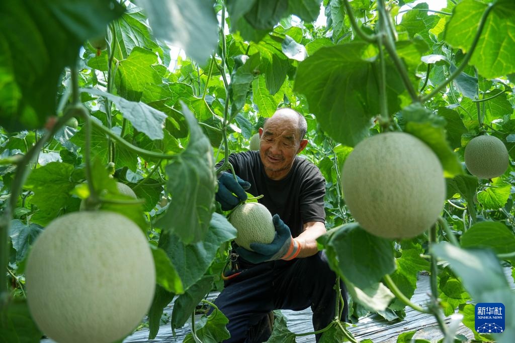 山东东平:甜瓜飘香助增收 山东东平:甜瓜飘香助增收