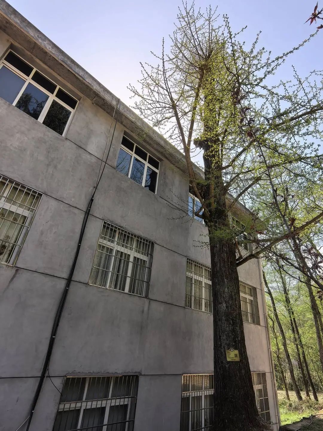 250岁古银杏被人为破坏?已立案调查!当事人:真不知道违法了 250岁古银杏被人为破坏?已立案调查!当事人:真不知道违法了